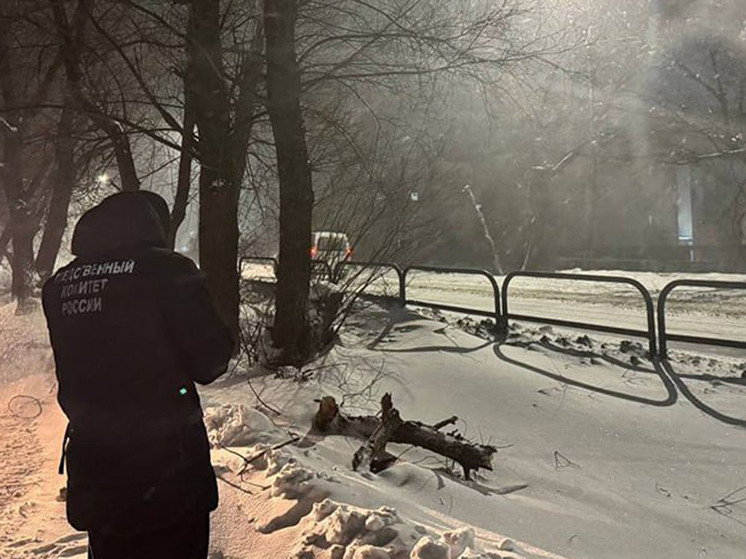 В Балашове на прохожую упала ветка дерева