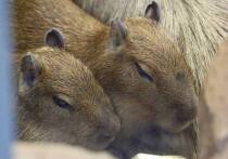 В общей сложности четыре самочки капибары подрастают в семье этих животных в Московском зоопарке