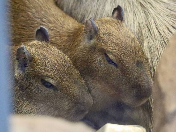 В общей сложности четыре самочки капибары подрастают в семье этих животных в Московском зоопарке