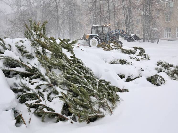 Правильно утилизируем елочку: инструкция от южноуральского Минэко
