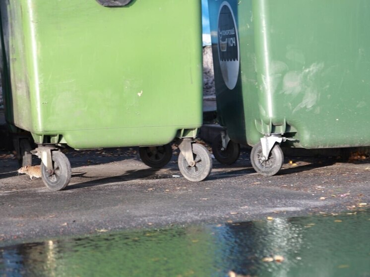 Прокуратура проверит жалобы мурманчан на невывоз мусора