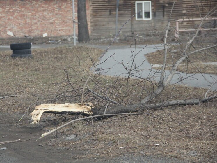 В Калининграде дневной ветер усилится до вечернего шторма 4 января