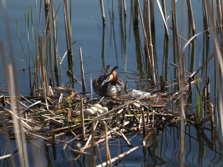 Чомга, пострадавшая от разлива мазута в Анапе, выбрана птицей 2026 года в России