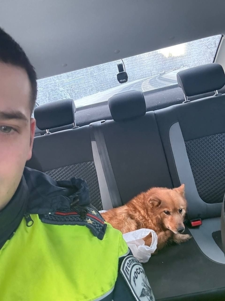 Полицейские Прионежья помогли питомцу вернуться домой