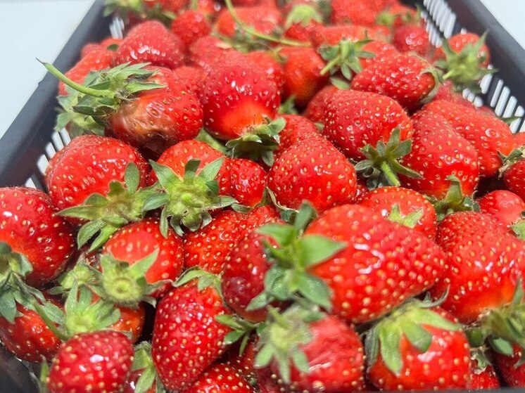 Более 10 тонн клубники собрали в праздничные дни на Ставрополье