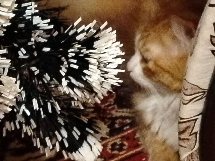 Если кот наелся елочной мишуры, соблюдайте спокойствие, советуют зоопсихологи