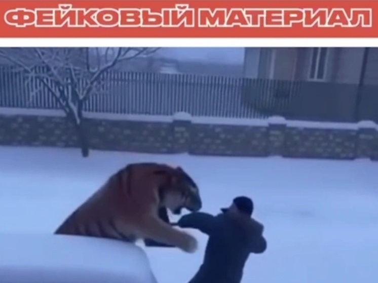 Вирусное видео с тигром в Лучегорске оказалось обманом