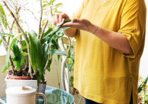 Домашние растения выполняют гораздо более важную роль, чем может показаться на первый взгляд
