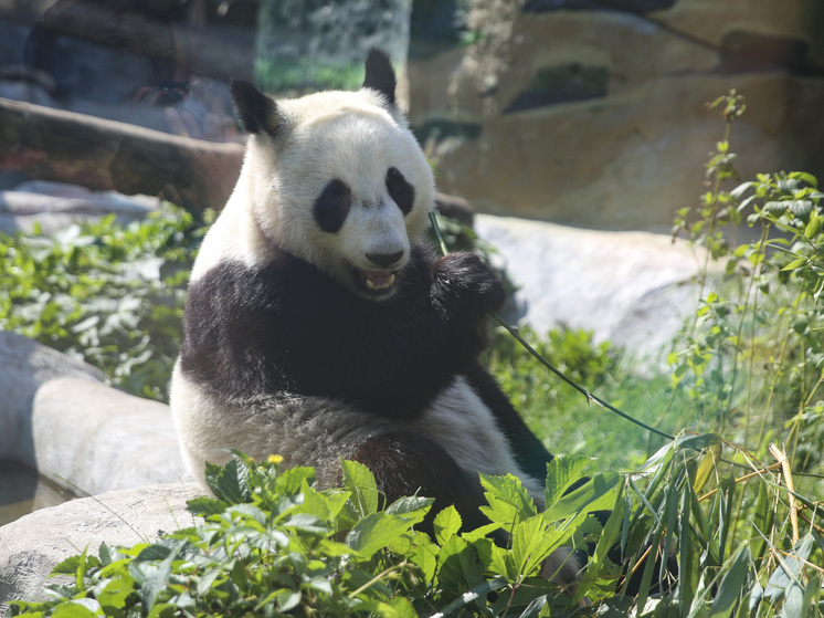 В Московском зоопарке показали, как панда проводит время в праздники