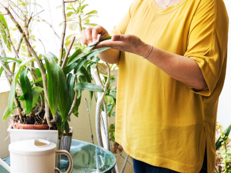 Эксперт в области флористики Светлана Горкунова рассказала, как сделать зимний сад в квартире
