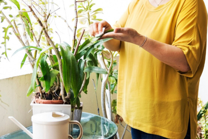 Идеи на каникулы: флорист напомнила, как создать цветник в квартире