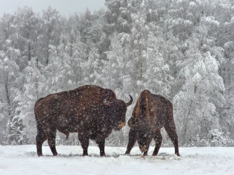 В Орловском полесье открылась фотовыставка о жизни зубра