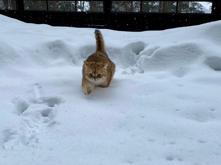 Снег и до 5 градусов мороза прогнозируют в Рязанской области 5 января