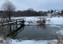 История лебединой семьи на реке Воря приняла неожиданный оборот