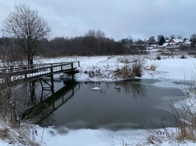 История лебединой семьи на реке Воря приняла неожиданный оборот