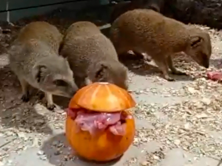 Липецкий зоопарк улучшил условия для африканских мангустов