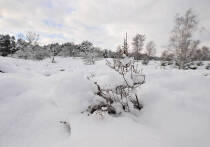 12 января в народном календаре славян носит название Анисьин день, Анисья Зимняя или Желудочница. В этот день православная церковь чтит память святой мученицы Анисии Солунской, принявшей смерть за веру в III веке. В народе этот день связан с особыми традициями, строгими запретами и гаданиями на будущее.