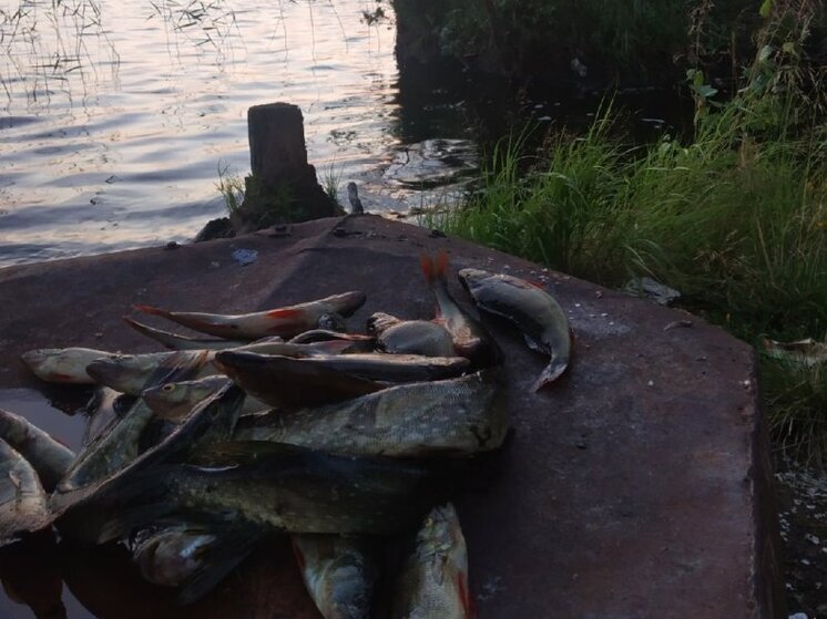 Всю рыбу вологодским рыбоводам предстоит поставить на учет