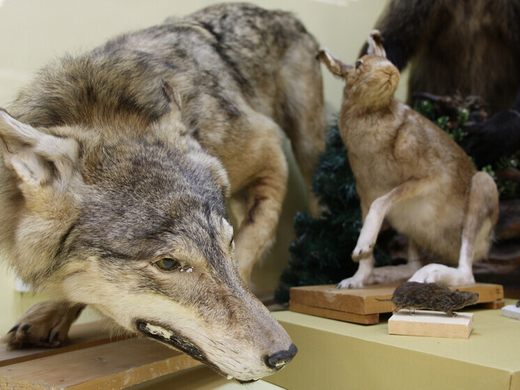 Вологжан приглашают на новую выставку «Сказки русского леса» (0+)