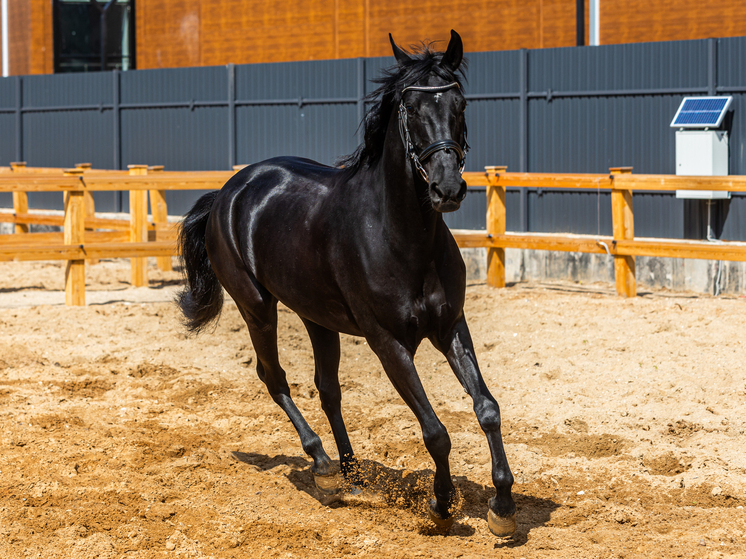 В Железноводском конном манеже гостит Конек-Горбунок