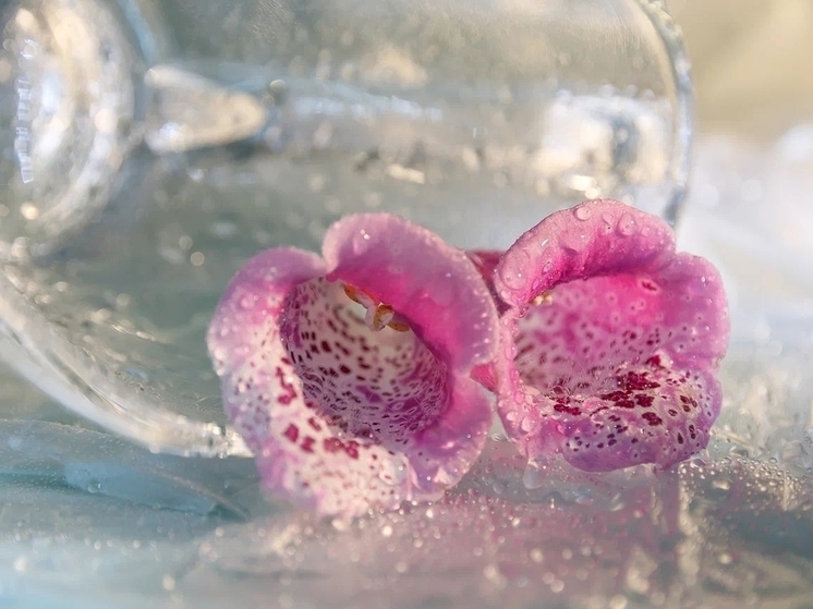 Музей «Мир забытых вещей» приглашает на фотовыставку «Непостоянство натюрморта» (6+)