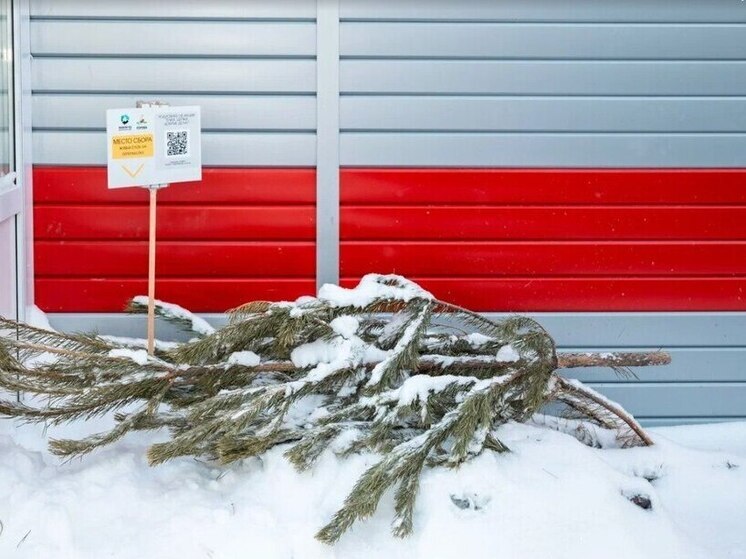 В Сургутском районе стартовал приём новогодних ёлок на переработку