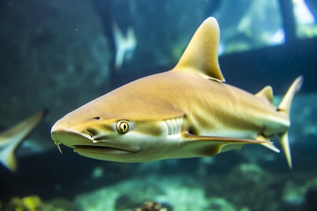У берегов Коста-Рики поймана уникальная золотая акула-альбинос