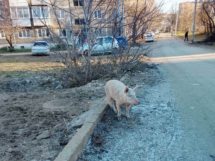 В Ревде выяснилось, почему свинья бегала с табуреткой на спине