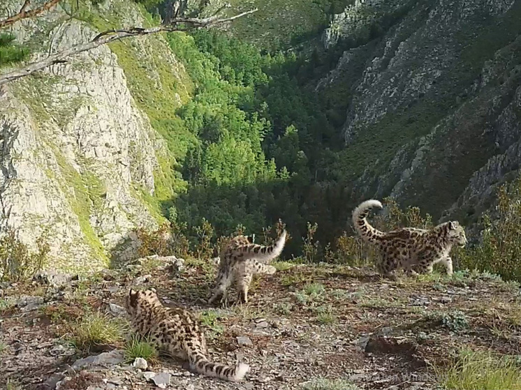 Снежные барсы ставят рекорды рождаемости, жаль, что  пока не в Бурятии