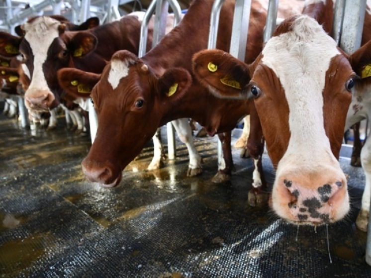 Производство молока в Карелии выросло на 11%