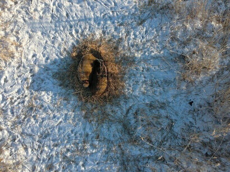 Кабаны в томском заповеднике пережидают мороз в тростниковых гнёздах