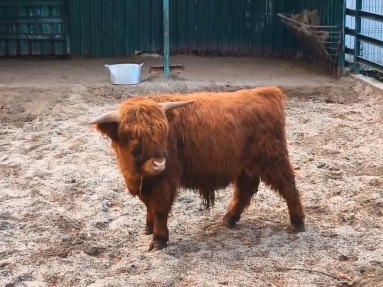 Шотландская корова Хайленд пополнила коллекцию Ростовского зоопарка