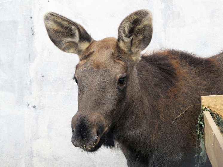 В Саратовской области завершается сезон охоты на косулю, лося и оленя