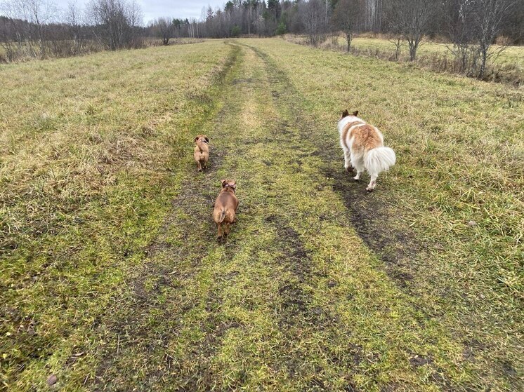 В Карелии  50 питомцев потерялись за новогодние праздники