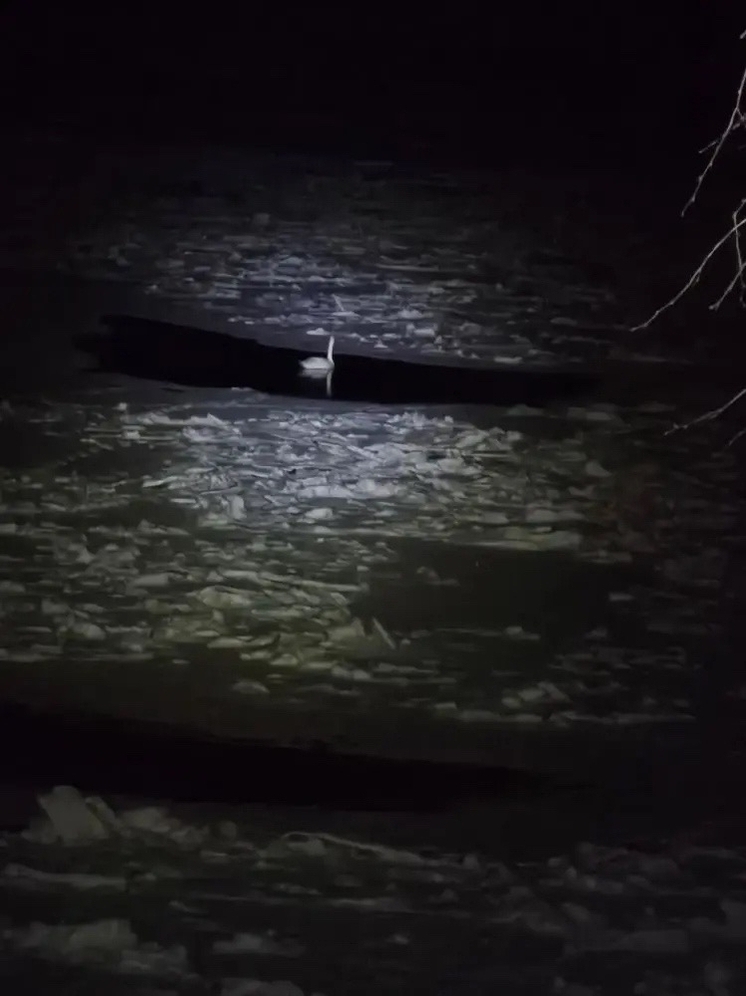 В Тверской области спасали лебедя