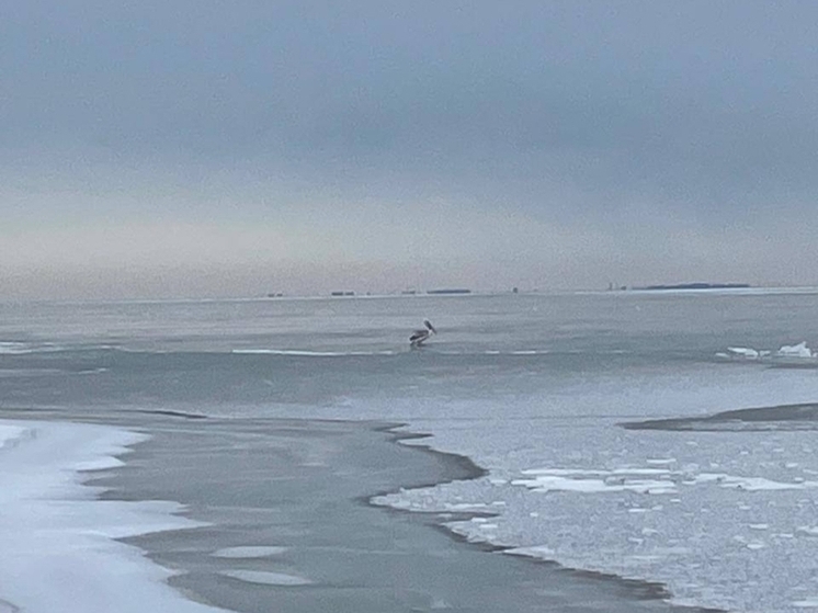 В Таганроге спасли пеликана с поврежденным крылом примерзшего ко люду