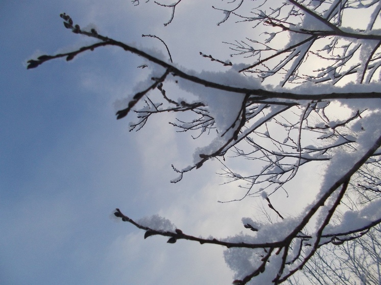 Первый понедельник года подарит ленинградцам морозный ясный день