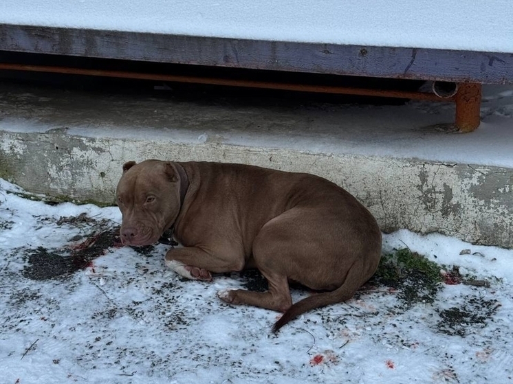 Донские ветеринары спасли питбуля с тяжелейшим переломом лапы