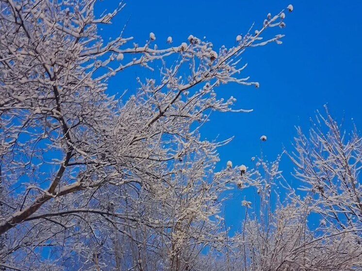 Синоптики предупредили о снегопаде в западных районах Калининградской области