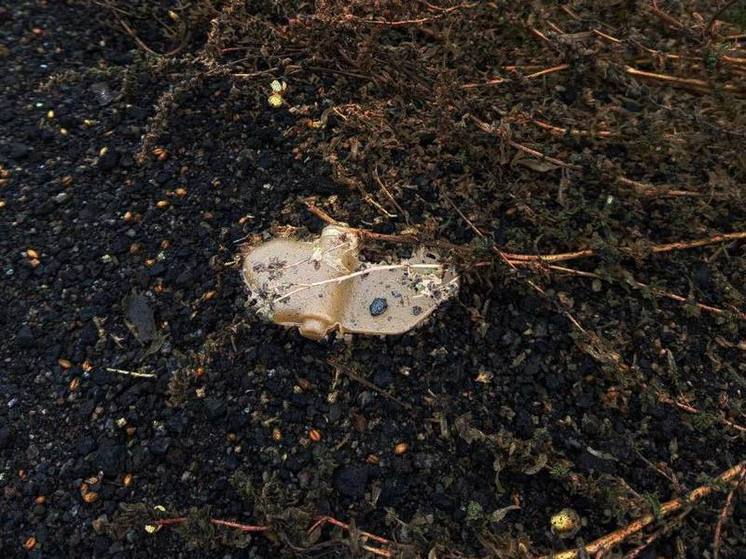 Вячеслав Гладков: за 2025 год саперы обезвредили более 6 тысяч взрывоопасных предметов