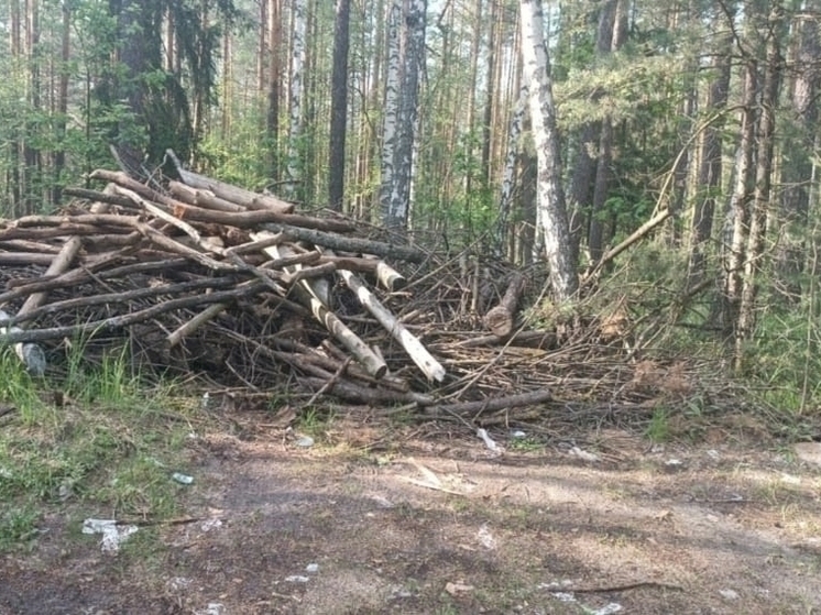 В Гусь-Хрустальном черные лесорубы срубили 15 сосен на полмиллиона