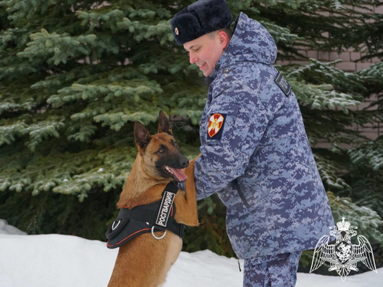 Новгородские служебные собаки 450 раз участвовали в обеспечении безопасности