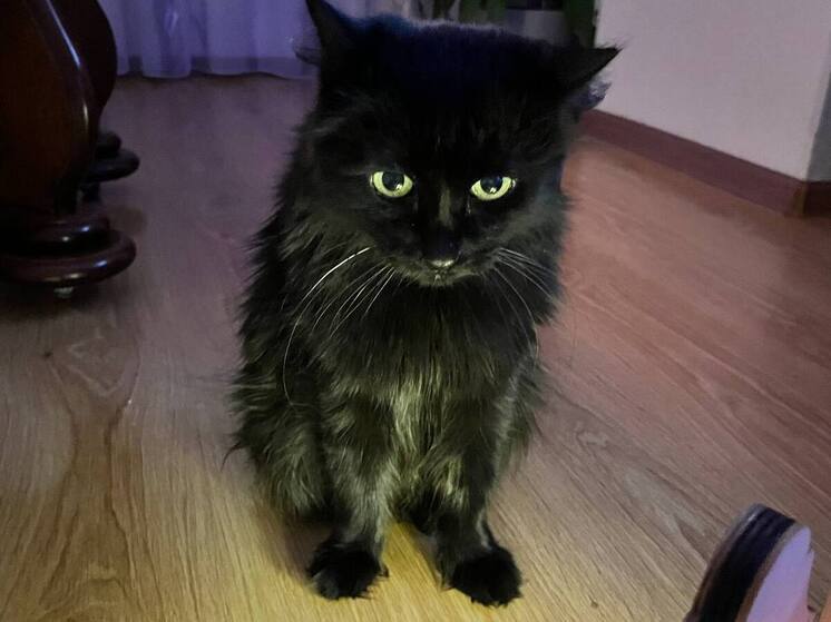 Из дымохода исторического здания Петербурга 8 дней пытаются достать кота