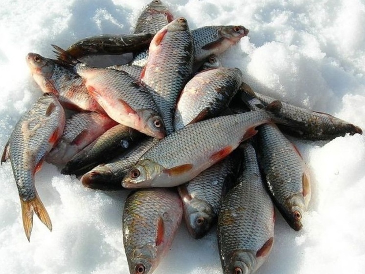 Ивановские рыбаки рассказали о зимнем улове наступившего года