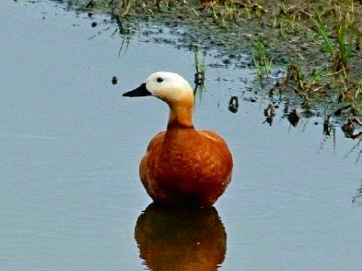 Редкие птицы осваивают новые районы Липецкой области