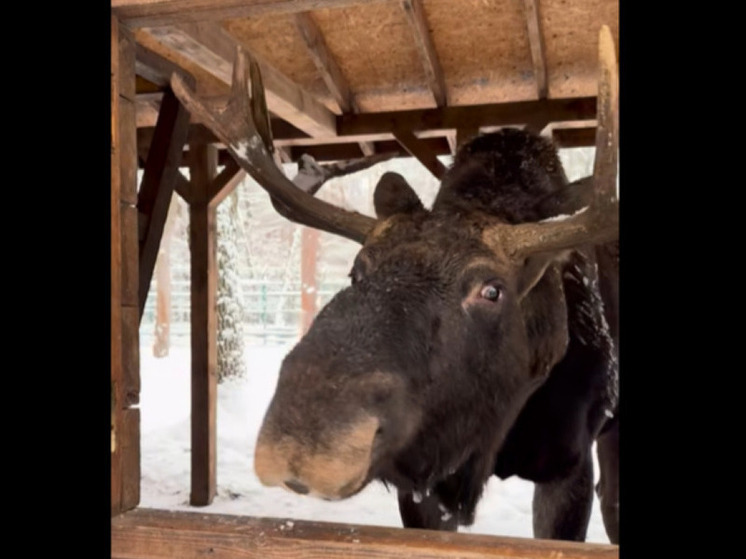 Белгородцам показали, как лось из зоопарка завтракает морковью