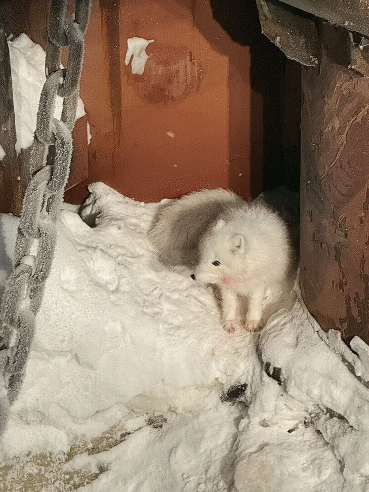 Полярная лиса с «румянцем» наведалась в порт Сабетта