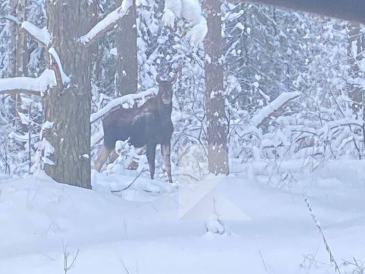 Очевидцы засняли лося в Клепиковском районе