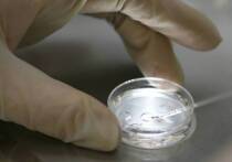 Одним из трендов 2025 года стало стремление к сверхдолголетию