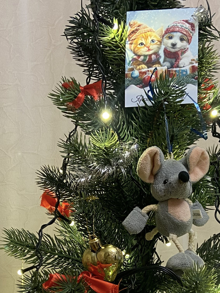 В Энергодаре исполнили новогоднюю мечту школьника в рамках акции «Елка желаний»